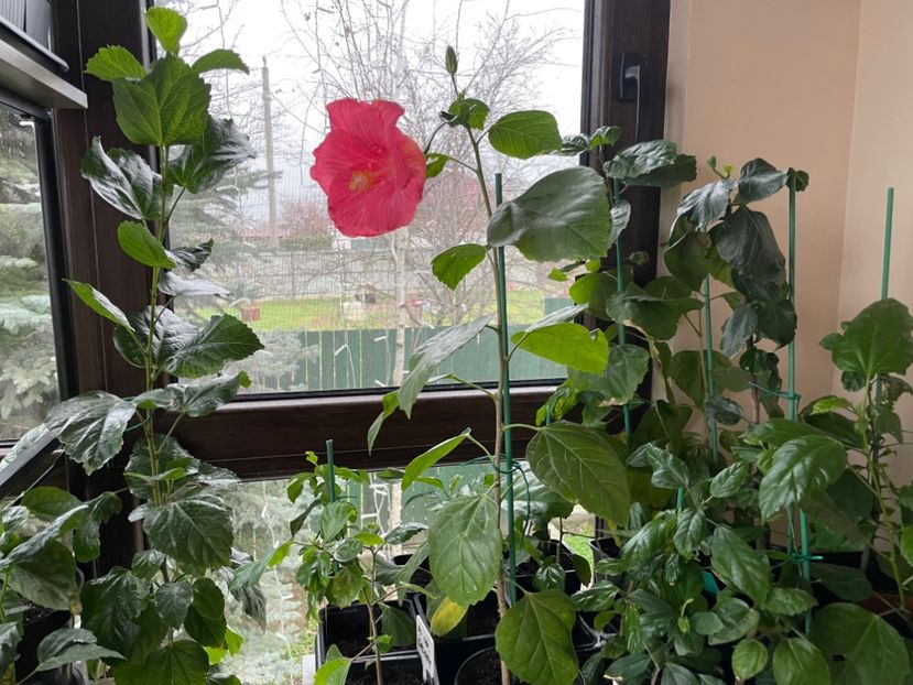  - 001 - Hibiscusi 2024 - 2