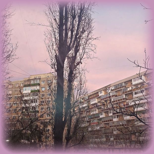 ♡ Day 38 ; 22.12.2024 - Birds of a Feather - STREAK