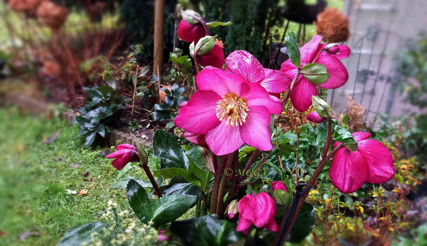 © - Helleborus - Spanz