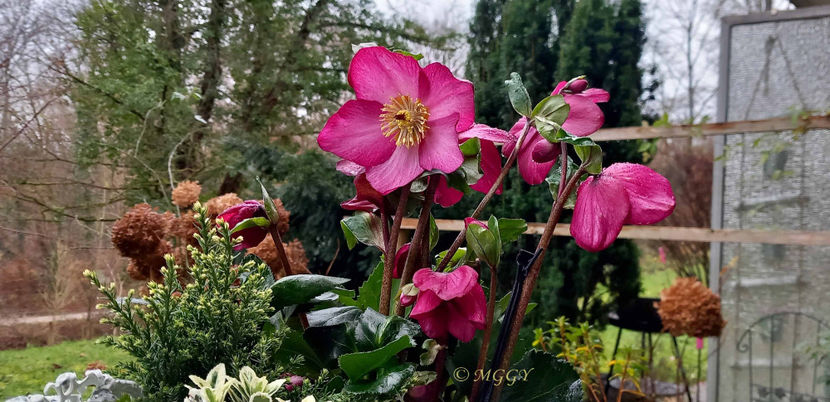 © - Helleborus - Spanz