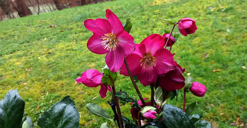 © - Helleborus - Spanz