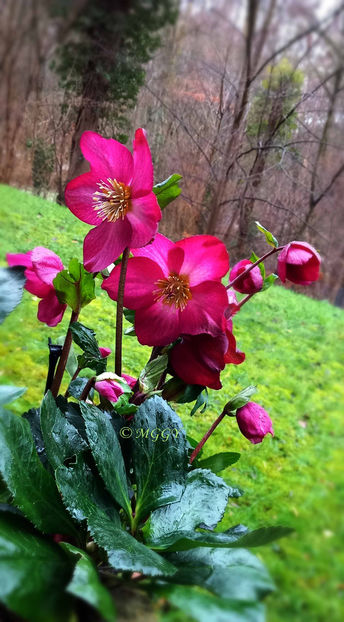 © - Helleborus - Spanz