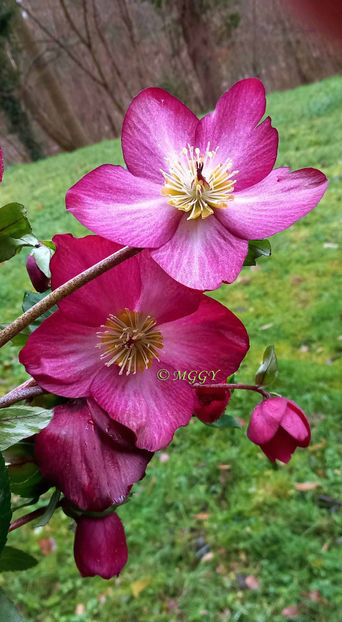 © - Helleborus - Spanz