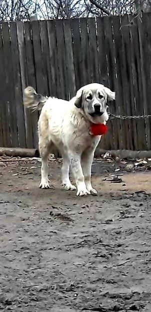  - Ciobanesc Carpatin