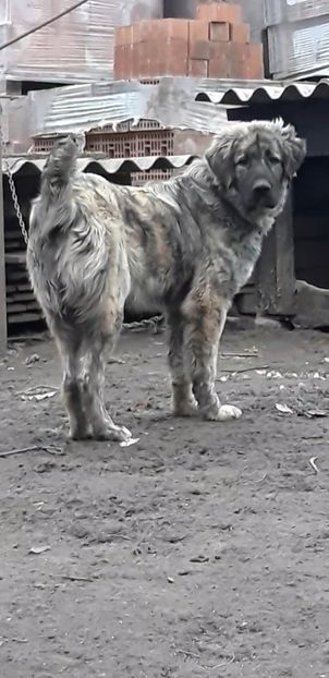 Screenshot_20241221-160029_Video Player - Ciobanesc Carpatin