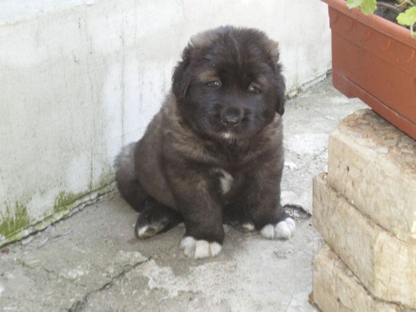  - Ciobanesc caucazian Pui