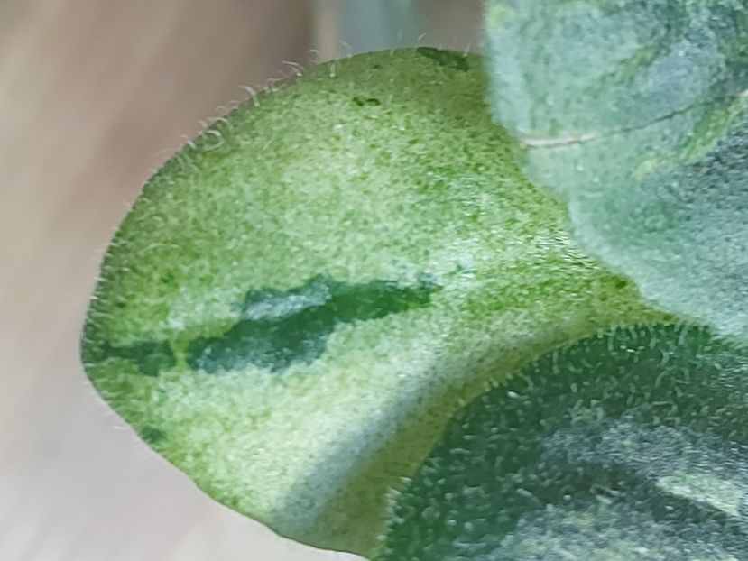  - Violete frunze si rozete