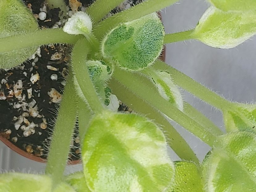  - Violete frunze si rozete