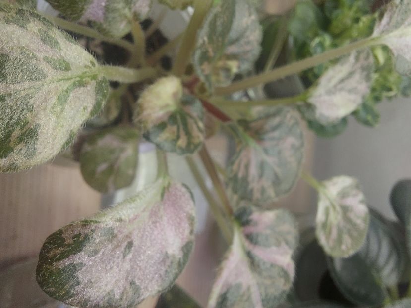  - Violete frunze si rozete