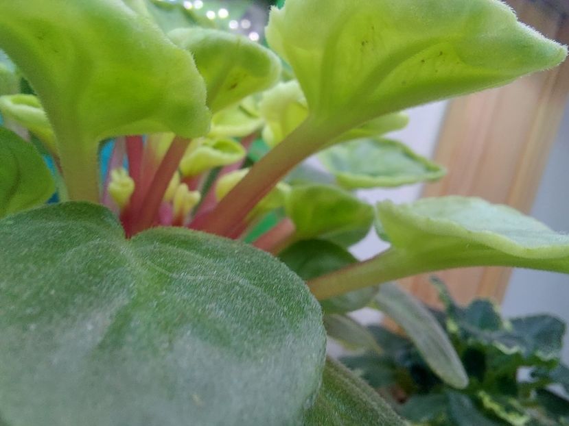  - Violete frunze si rozete