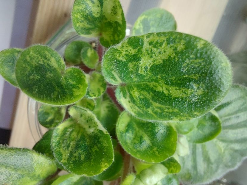  - Violete frunze si rozete