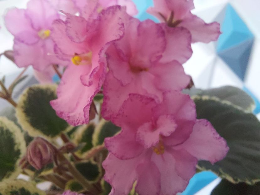  - Violeta Buckeye Cherry Topping