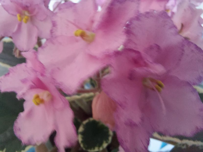  - Violeta Buckeye Cherry Topping