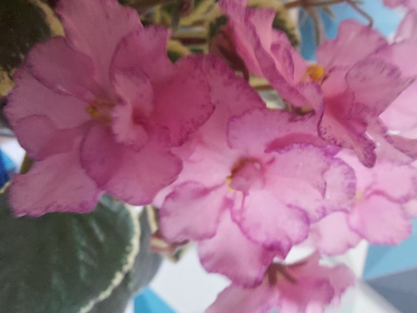  - Violeta Buckeye Cherry Topping