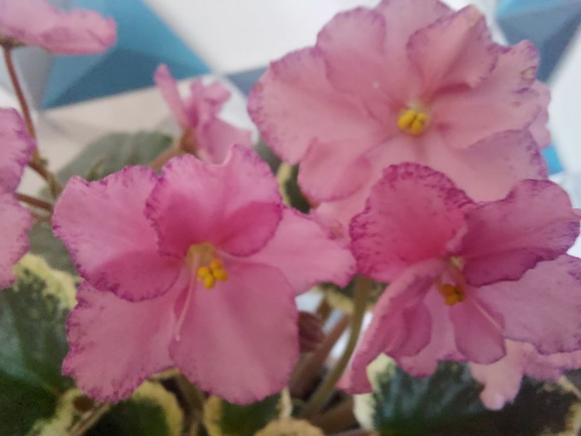  - Violeta Buckeye Cherry Topping