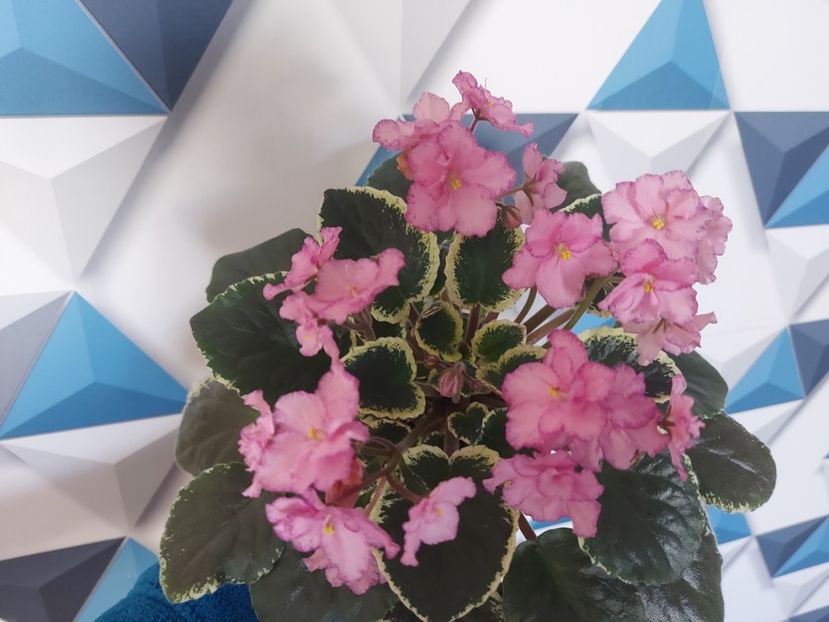  - Violeta Buckeye Cherry Topping