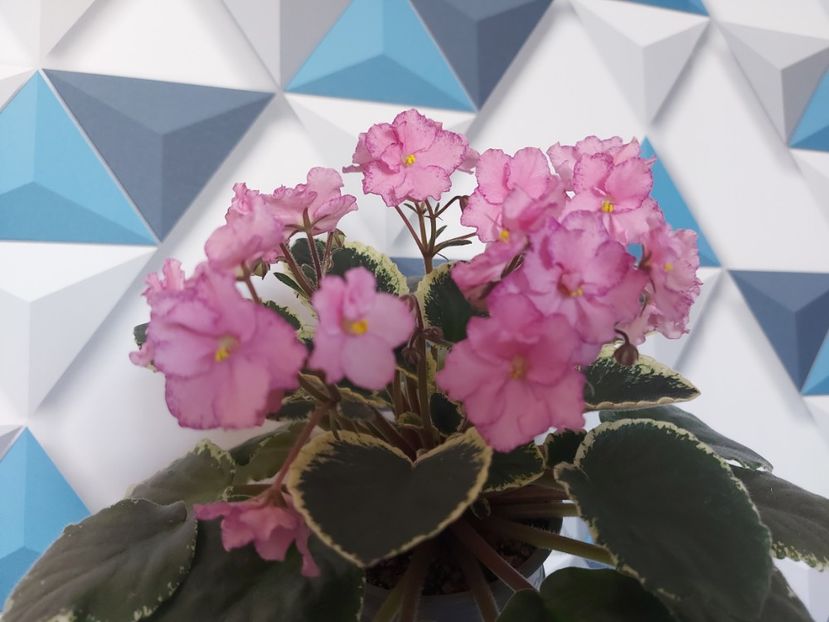  - Violeta Buckeye Cherry Topping