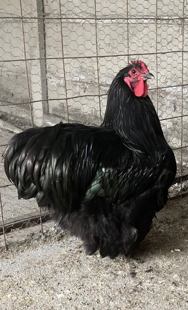 8E41091E-381C-40AB-B760-D98167BCED3F - Orpingto