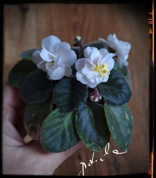 Snow Festival - A Violete mini si semimini