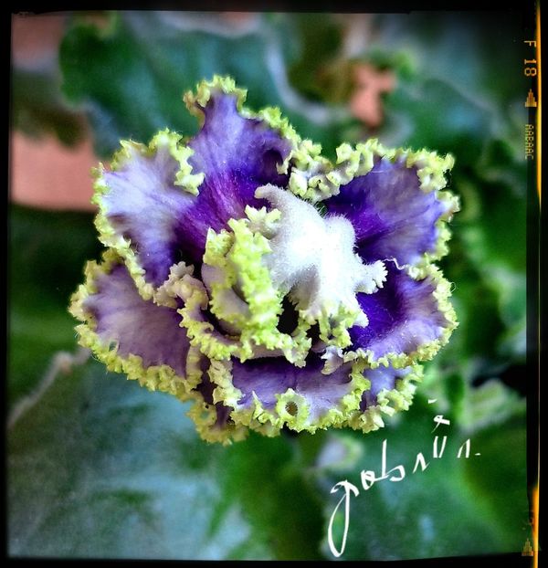  - EK- Favourite Son sport