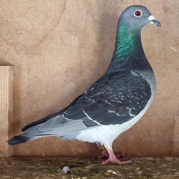 Mascul 24-548 - Guti