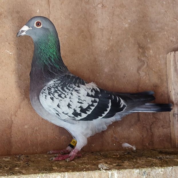 Mascul 19-755 - Porumbei vanduti