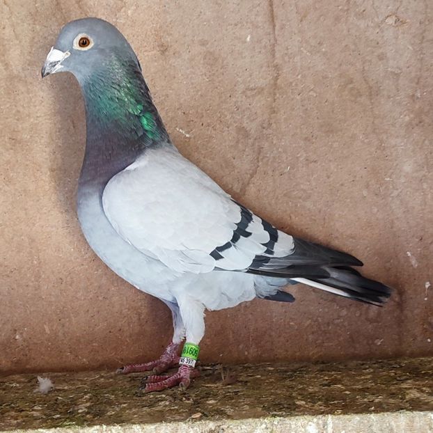 Mascul 23-196 - Vanat