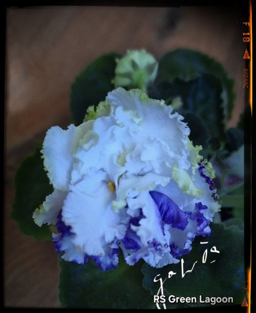RS Green Lagoon - AA violete africane de colectie