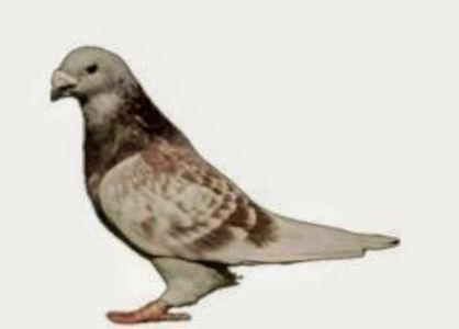 Screenshot_20241222-194200~3 - 00000altceva