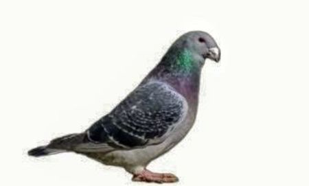 Screenshot_20241222-194146~5 - 00000altceva