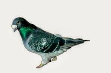 Screenshot_20241222-194146~2 - 00000altceva