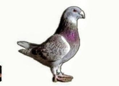 Screenshot_20241222-194138~3 - 00000altceva