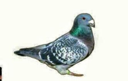 Screenshot_20241222-194138~4 - 00000altceva