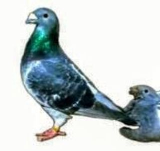 Screenshot_20241222-194130~5 - 00000altceva