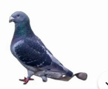 Screenshot_20241222-194130~2 - 00000altceva