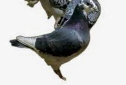 Screenshot_20241222-194121~6 - 00000altceva