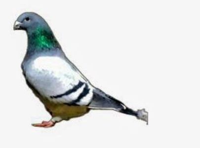 Screenshot_20241222-194121~5 - 00000altceva