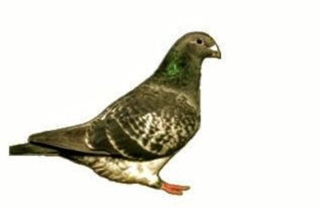 Screenshot_20241222-194114~4 - 00000altceva