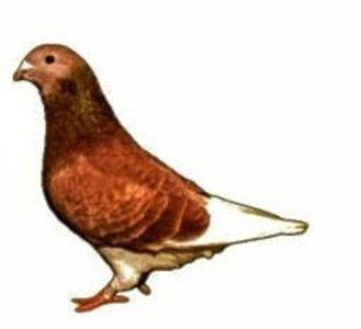 Screenshot_20241222-194114~3 - 00000altceva