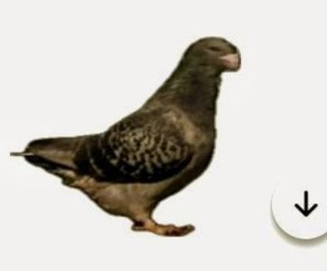 Screenshot_20241222-194114~2 - 00000altceva