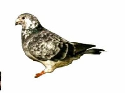 Screenshot_20241222-194108~6 - 00000altceva