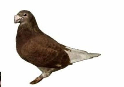 Screenshot_20241222-194108~3 - 00000altceva