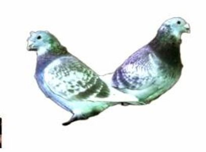 Screenshot_20241222-194108~2 - 00000altceva