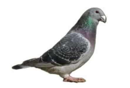 Screenshot_20241222-194052~2 - 00000altceva