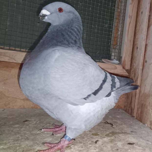 F-2024 No. - AMERICAN GiANT HOMER MATCA