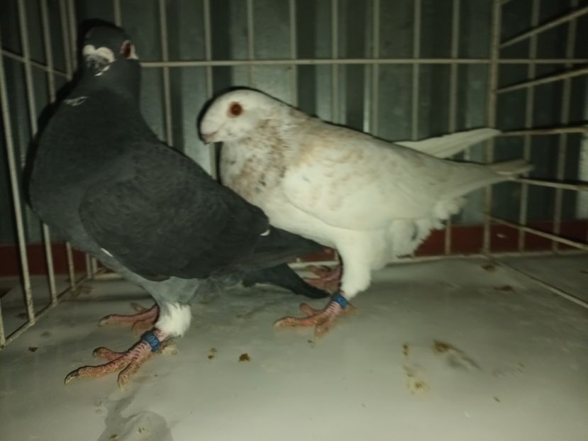  - M _ Antwerpen 2024