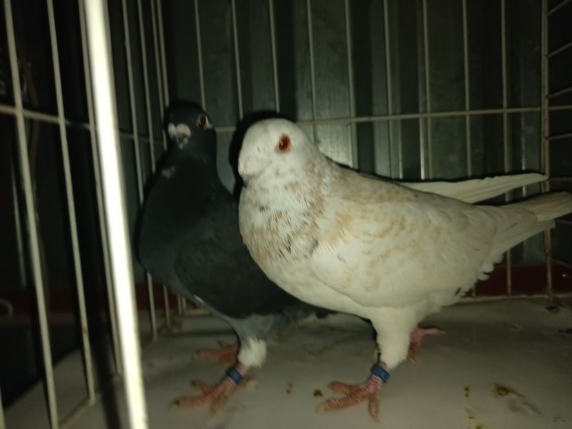  - M _ Antwerpen 2024