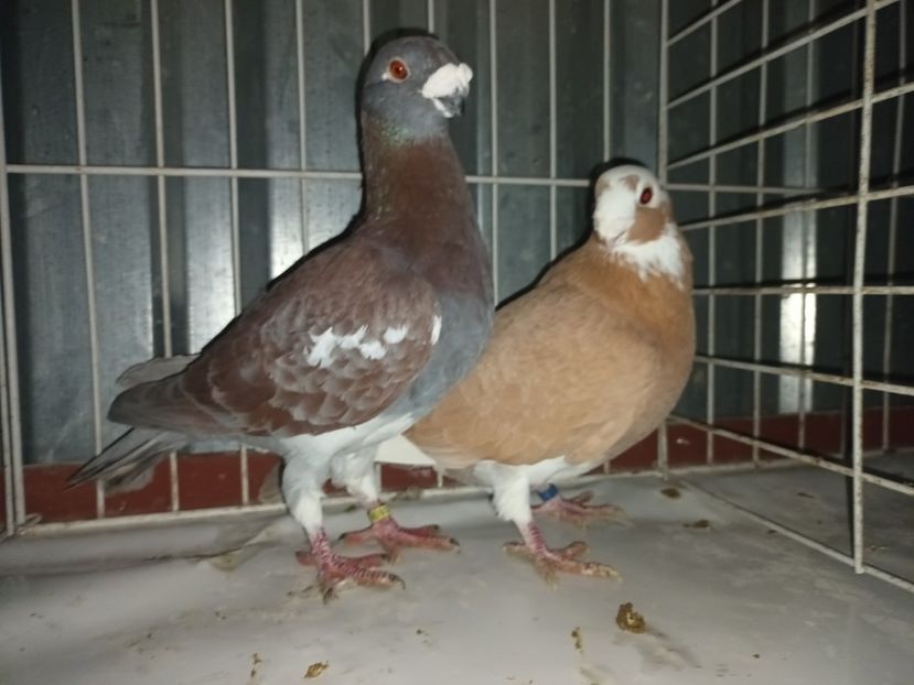  - M _ Antwerpen 2024