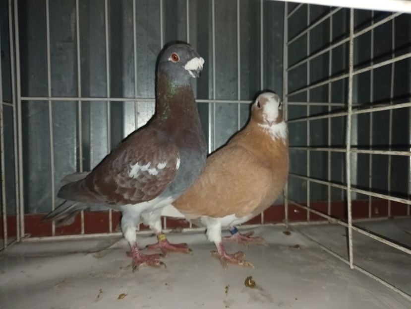  - M _ Antwerpen 2024