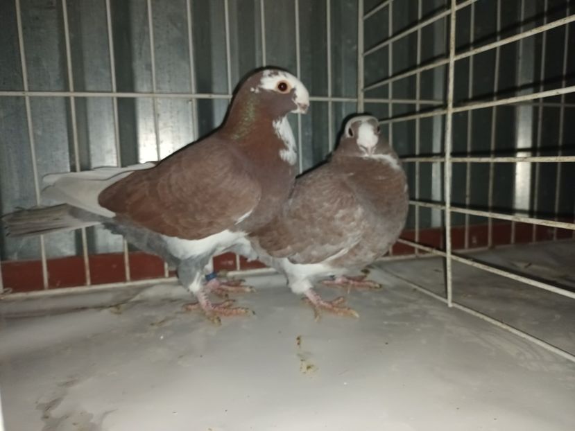  - M _ Antwerpen 2024